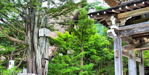 Houses & Trees - Shirakawa-Go